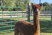 Brown Alpaca Standing in the Sun Looking Toward Camera - Click to Enlarge